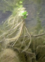 /album/galerie-photos/etang-de-peche-15-jpg/